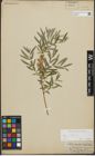 Foto von Salix repens subsp. rosmarinifolia (L.) Andersson